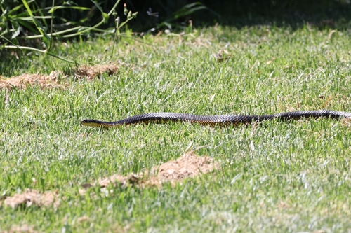 Western Tiger Snake sighting