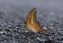 Graphium codrus celebensis