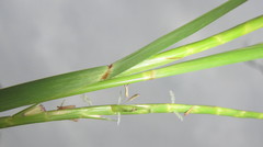 Hemarthria altissima