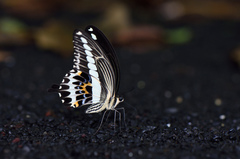 Papilio gigon