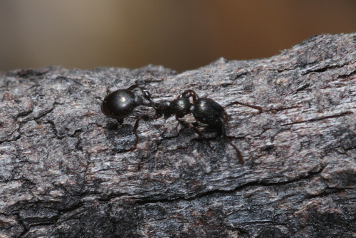 Podomyrma clarkiPodomyrma clarki