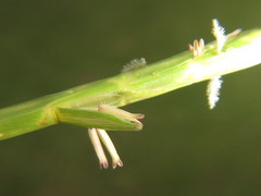 Hemarthria altissima