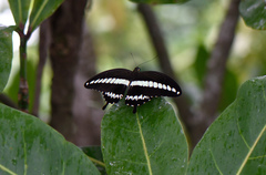 Papilio gigon