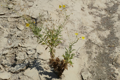 Osteospermum microcarpum