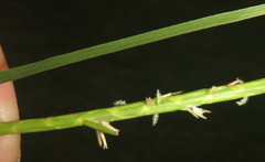 Hemarthria altissima