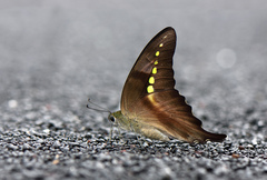 Graphium codrus celebensis