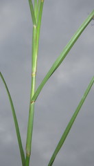 Hemarthria altissima