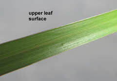 Hemarthria altissima