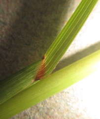 Hemarthria altissima