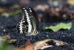 Papilio gigon