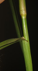 Hemarthria altissima