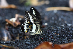 Papilio gigon