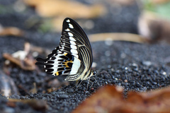 Papilio gigon