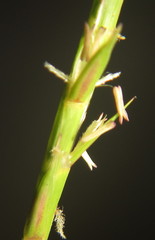 Hemarthria altissima