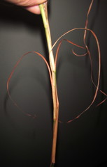 Hemarthria altissima