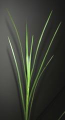 Hemarthria altissima