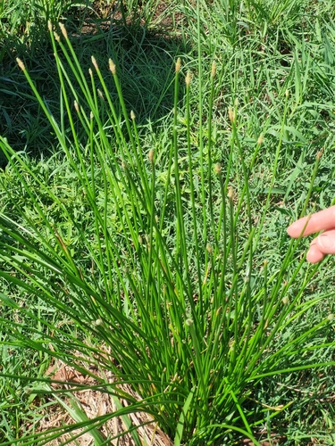 Eleocharis cylindrostachys observed 2025-11-05