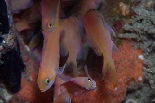Threadfin anthias (Nemanthias carberryi) — Serranidae — 3