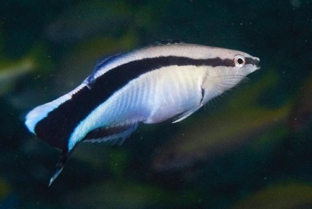 Bluestreak cleaner wrasse with bold black lateral stripe