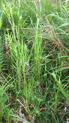 Hemarthria altissima