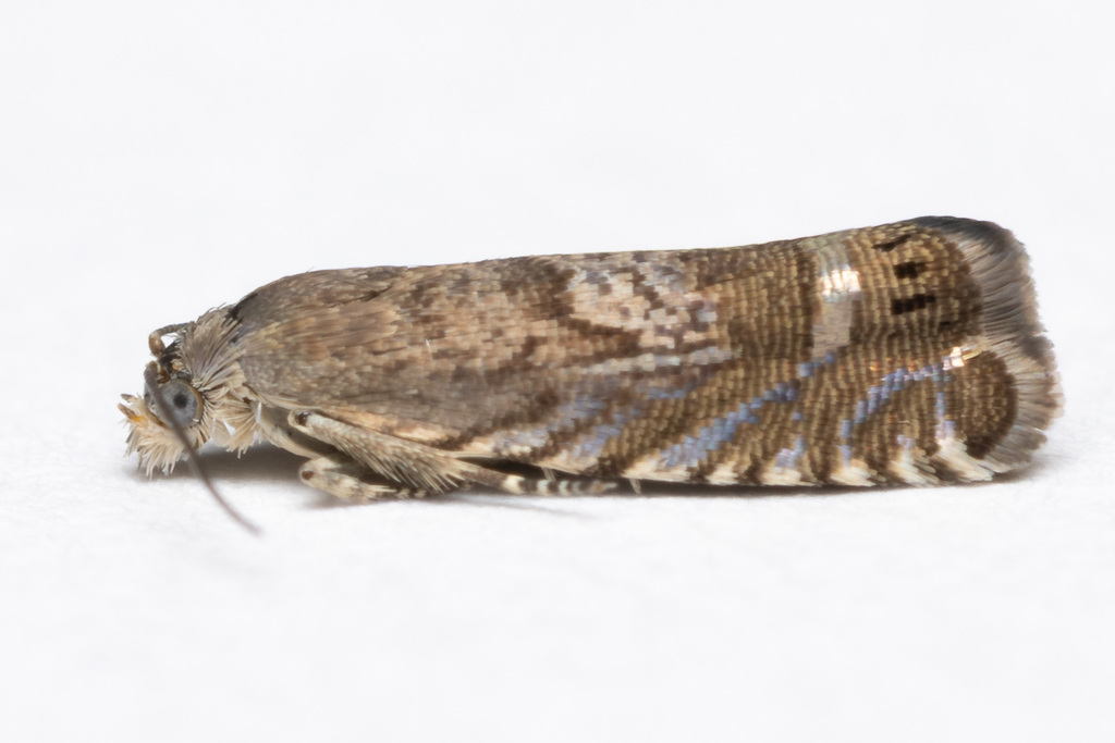 Grapholita iridescens