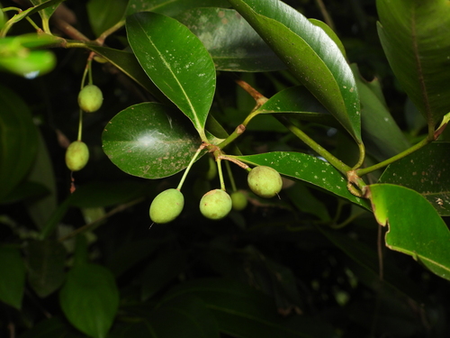 Calophyllum calaba observed 2025-04-25