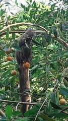 Sciurus aestuans ingrami