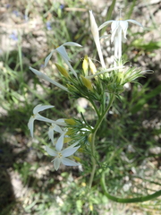 Ipomopsis aggregata aggregata