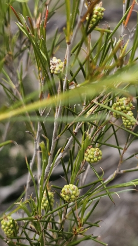 broombush (Melaleuca uncinata)