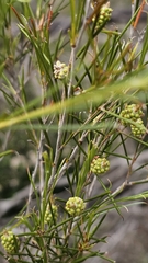 Melaleuca uncinata, photograph (c) Rosalie Lawrence, some rights reserved (CC BY)