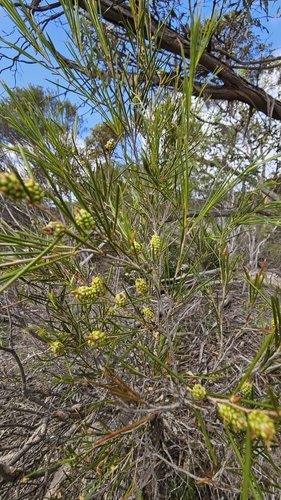 Melaleuca uncinata, photograph 3