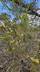 Melaleuca uncinata, photograph (c) Rosalie Lawrence, some rights reserved (CC BY)