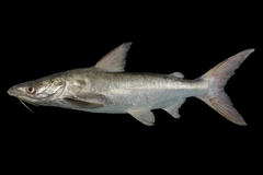 Shieldheaded Catfish photo 2
