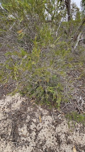 Melaleuca uncinata, photograph 4