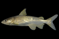 Veined Catfish photo 1