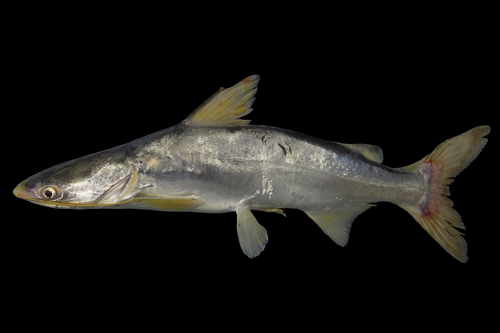 Soldier catfish (Osteogeneiosus militaris) — Ariidae — 2