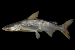 Soldier Catfish photo 1