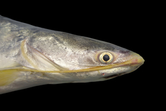 Soldier Catfish photo 3