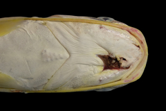 Soldier Catfish photo 4