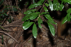 Beilschmiedia obtusifolia, photograph (c) Greg Tasney, some rights reserved (CC BY-SA)