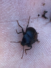 Accanthopus velikensis