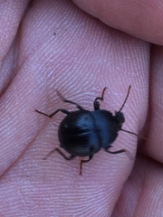Accanthopus velikensis