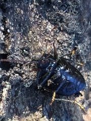 Accanthopus velikensis