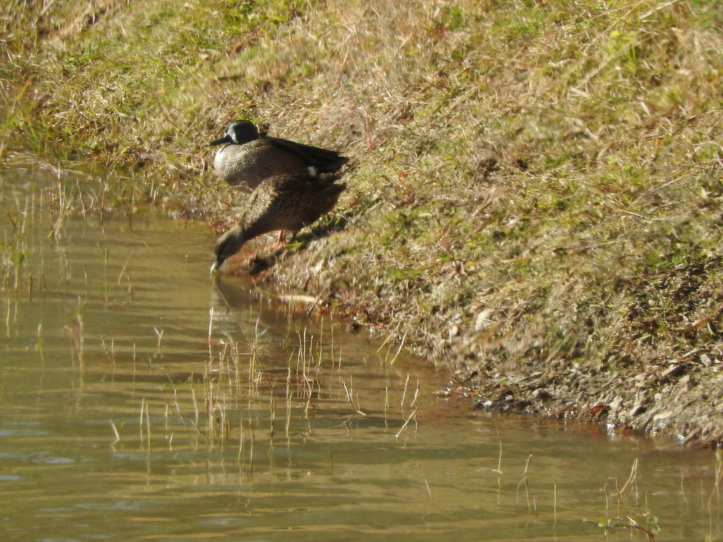 Blue-winged Teal