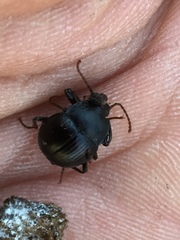 Accanthopus velikensis