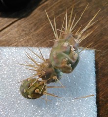 Maihueniopsis ovata