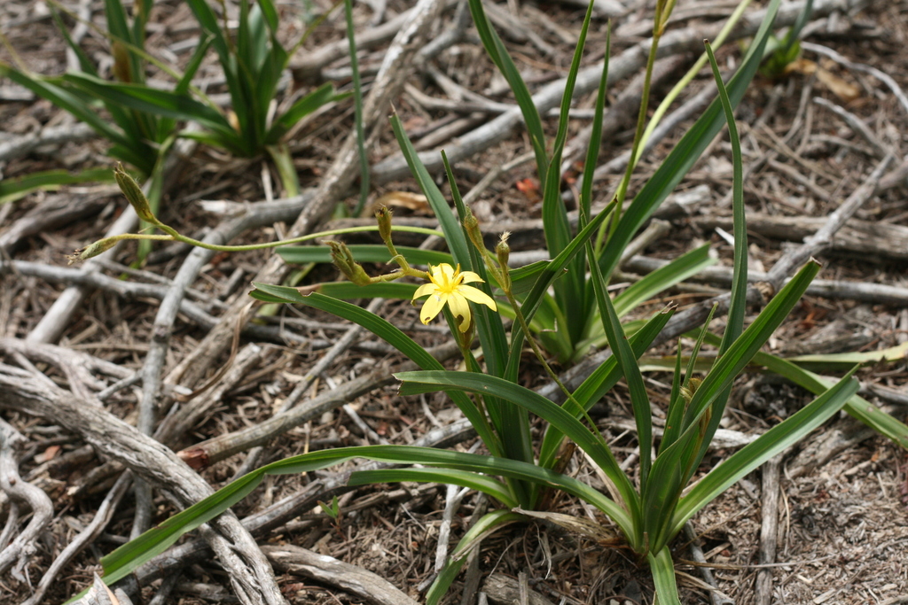 Hypoxis zeyheri
