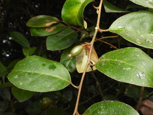 Elaeagnus latifolia observed 2025-03-19