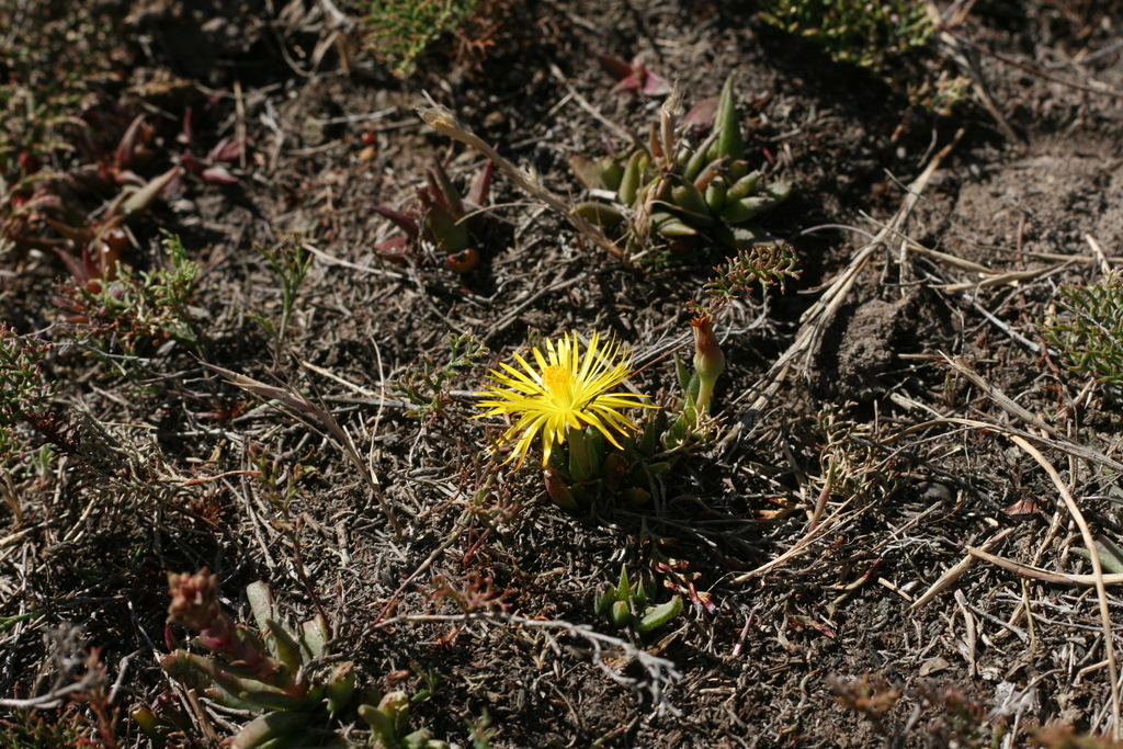Mesembryanthemum multiceps Salm-Dyck