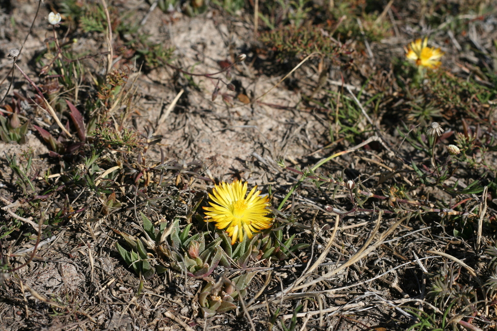 Mesembryanthemum multiceps Salm-Dyck 3